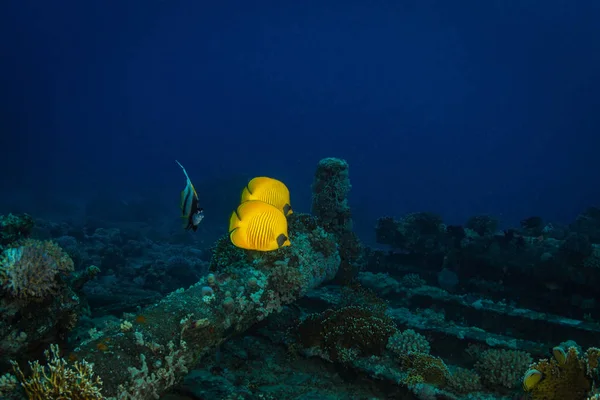 珊瑚礁上的两只蝴蝶鱼 — 图库照片