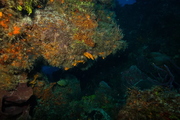 Підводний Стріляти Океану Флори Фауни Балі Індонезія — стокове фото