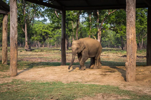 Elefantes Una Granja Reserva Chitwan — Foto de Stock