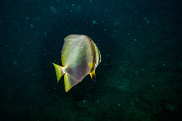 Piękny Batfish Rafy Koralowej Koh Tao Tajlandia — Zdjęcie stockowe