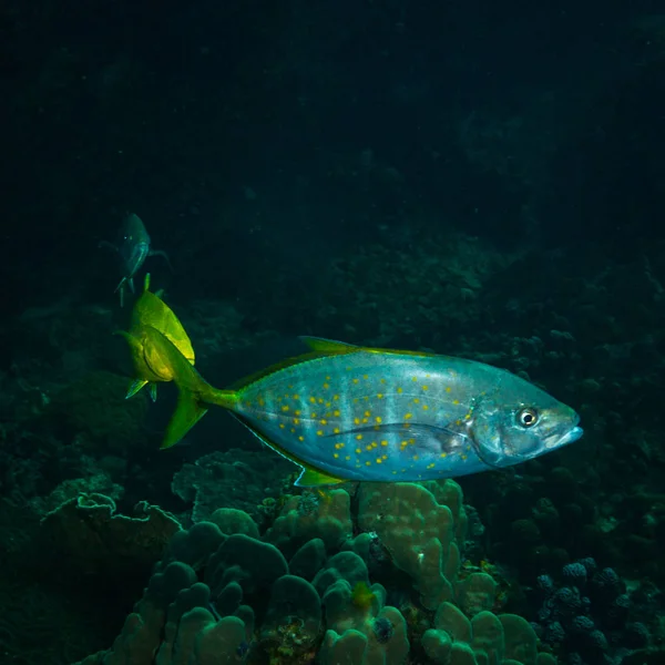 Vista Subaquática Belos Peixes Perto Ilha Kot Tao Tailândia — Fotografia de Stock