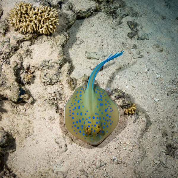Stingray Korallrev Sharm Sheih Röda Havet Egypten — Stockfoto