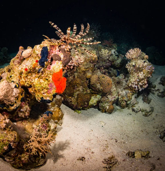 셰이크 이집트에서에서 산호초 — 스톡 사진