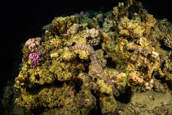 Hermoso Arrecife Coral Por Noche Mar Rojo Sharm Sheikh Egipto —  Fotos de Stock