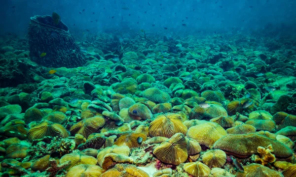 Krásný Korálový Útes Poblíž Koh Tao Ostrov Thajsko — Stock fotografie