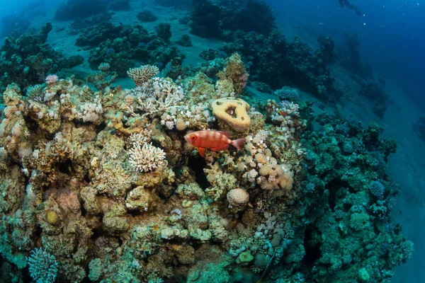 셰이크 이집트에서 산호초의 배경에서 물고기 — 스톡 사진