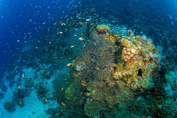 Τροπικά Ψάρια Στο Φόντο Των Κοραλλιογενών Υφάλων Στην Ερυθρά Θάλασσα — Φωτογραφία Αρχείου