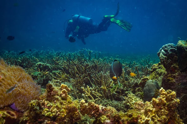 Dykare Vattnet Nära Koh Tao Island — Stockfoto