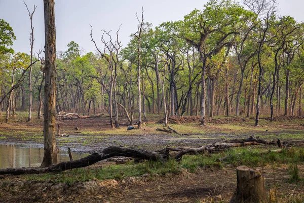 Bellissimo Paesaggio Chitwan Nepal — Foto Stock