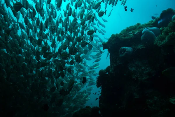 Undervattensvy Vackra Fiskar Nära Kot Tao Island Thailand — Stockfoto