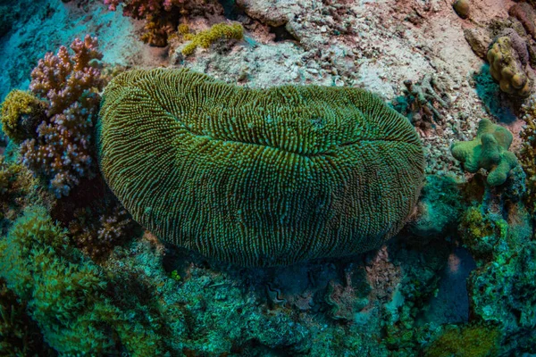 Bella Barriera Corallina Nel Mar Rosso Sharm Sheikh Egitto — Foto Stock