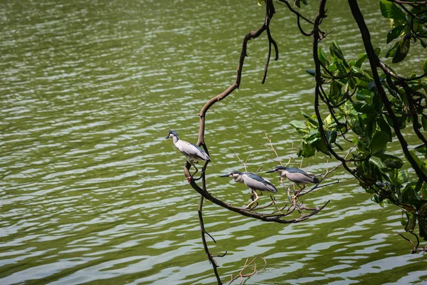 Vacaciones Verano Kandy City Sri Lanka — Foto de Stock