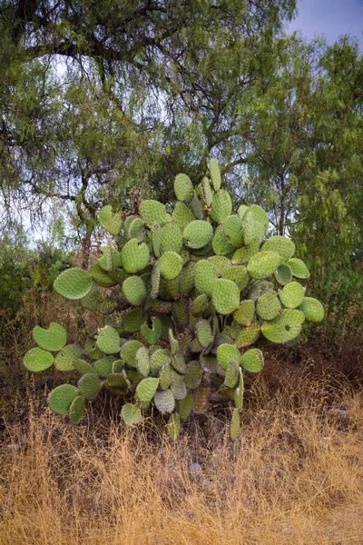 Cactus Mexicanos Gigantes Teotihuacán Valle México — Foto de Stock