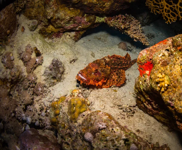 Tassled Amboinensis Útes Rudého Moře Egypt — Stock fotografie