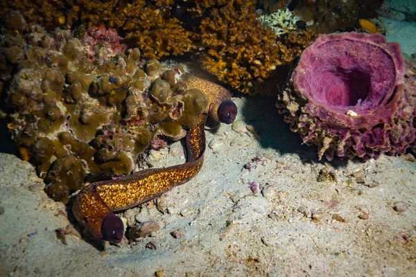 Moray Korálový Útes Poblíž Koh Tao Ostrov Thajsko — Stock fotografie