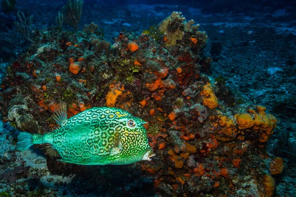 Vista Subaquática Peixes Belo Recife Coral Perto Ilha Cozumel — Fotografia de Stock