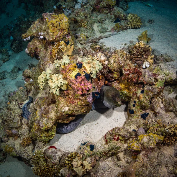 Vue Sous Marine Moray Sur Récif Corallien Nuit Dans Mer — Photo