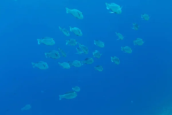 Peces Tropicales Aguas Azules Mar Rojo Sharm Sheikh Egipto — Foto de Stock