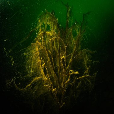 Ukrayna nehrin dibini doğası