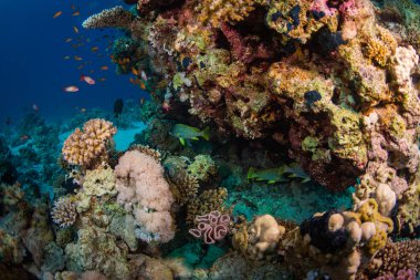 Blackspotted rubberlip üzerinde mercan Sharm El Sheih, Mısır