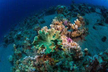 güzel tropikal balıklar Kızıldeniz, Sharm El Sheikh, Mısır'daki mercan kayalığı arka plan üzerinde