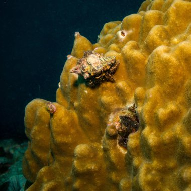Koh Tao ada, Tayland yengeç