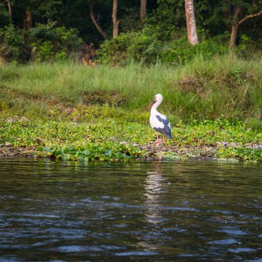 Doğal görünümü güzel manzara ile flora ve fauna Chitwan, Nepal 