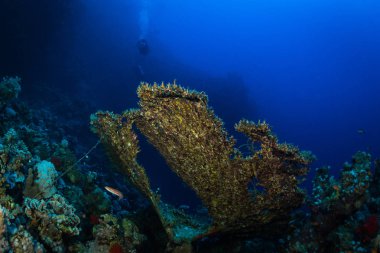 Dalgıç Kızıldeniz reaf üzerinde