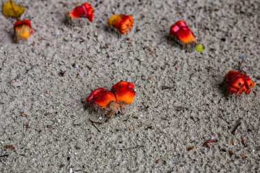 kumlu plajda düşen meyveler 