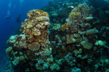 Red sea, Mısır resif sualtı görünümü dalgıçlar