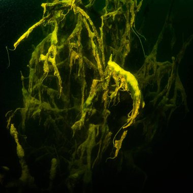 Ukrayna nehrin dibini doğası