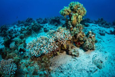 Güzel mercan kayalığı Kızıldeniz, sharm el sheikh, Mısır