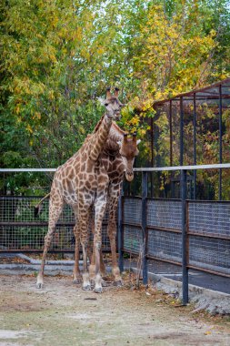 Zürafalar kaç Kırım safari park içinde