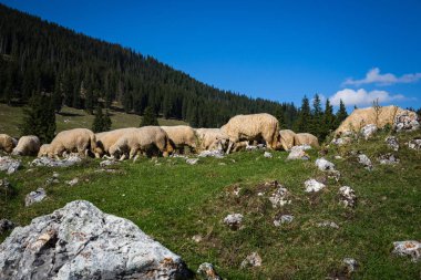 Dağlardaki otlaktaki koyun sürüsü