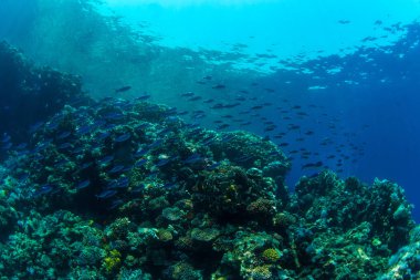 güzel tropikal balıklar Kızıldeniz, Sharm El Sheikh, Mısır'daki mercan kayalığı arka plan üzerinde