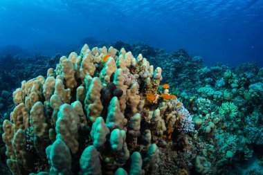 Güzel mercan kayalığı Kızıldeniz, sharm el sheikh, Mısır