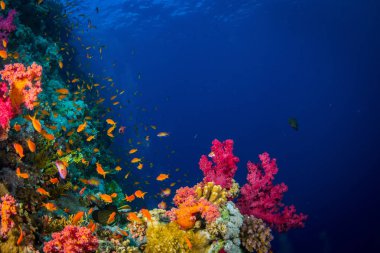 Güzel mercan kayalığı Kızıldeniz, sharm el sheikh, Mısır