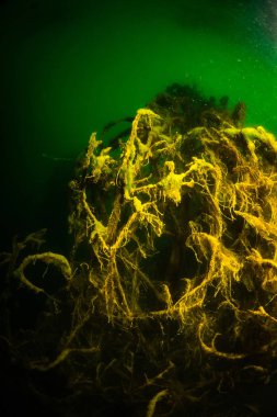 Ukrayna nehrin dibini doğası