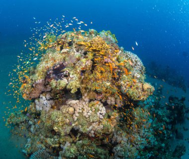 Lionfish enkaz Mısır Dahab deniz fenerinde üzerinde