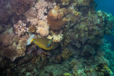 Tropikal balık coral reef Kızıldeniz, Sharm el Sheikh, Mısır arka plan üzerinde