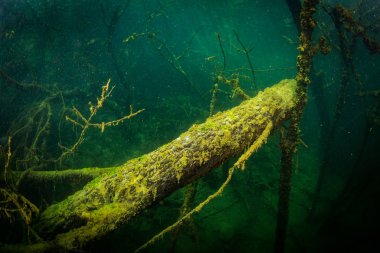 Ukrayna nehrin dibini doğası