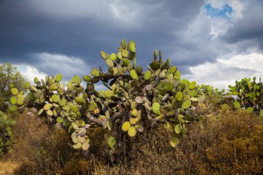 Teotihuacan, Vadisi Meksika dev Meksika kaktüs