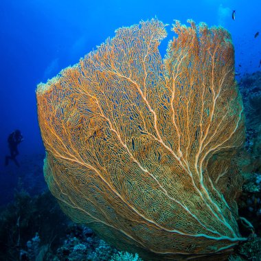 Kızıldeniz Dahab şehir yakınındaki bir resif üzerinde gorgonian