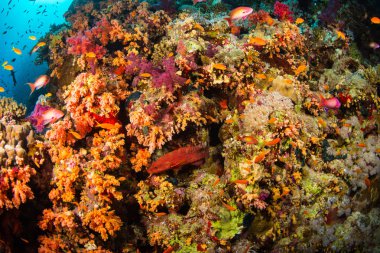 Güzel mercan kayalığı Kızıldeniz, sharm el sheikh, Mısır