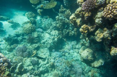 Güzel mercan içinde Kızıldeniz, sharm el sheikh, Mısır renkli.