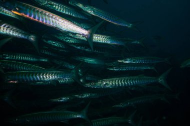 Barakuda Koh Tao, Tayland yakınındaki karanlık su sualtı görünümünü