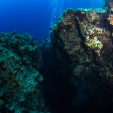 güzel tropikal balıklar Kızıldeniz, Sharm El Sheikh, Mısır'daki mercan kayalığı arka plan üzerinde