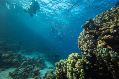 Mısır'da dalgıç sualtı