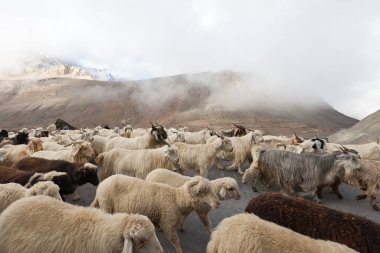 Himalaya Dağları'nda tht yolda keçi