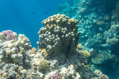Güzel mercan içinde Kızıldeniz, sharm el sheikh, Mısır renkli.